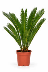 Sagopalme Cycas revoluta — urweltliche Zimmerpflanze mit fächerförmigen Blättern freigestellt