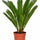 Sagopalme Cycas revoluta — urweltliche Zimmerpflanze mit fächerförmigen Blättern freigestellt