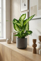 Dieffenbachia Camilla - Schmuckblatt Ø:12 H:35 cm Finestgreen 