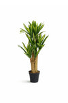 Dracaena Drachenbaum Künstlich H: 120cm