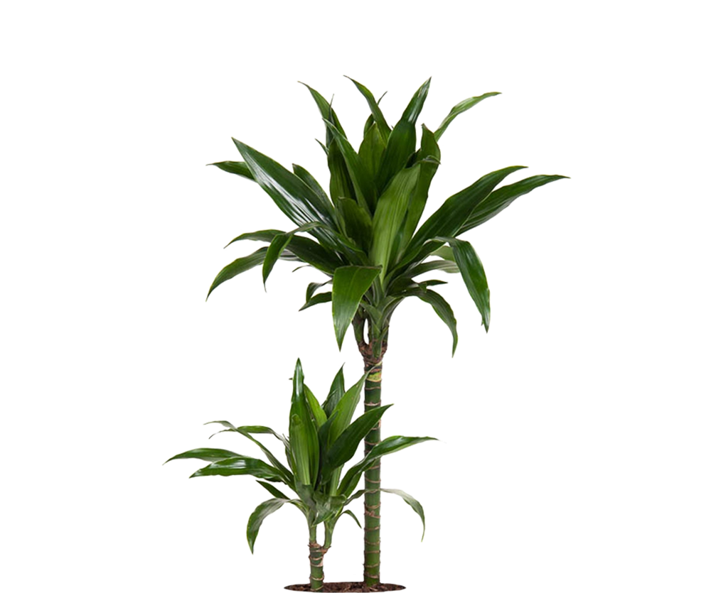 Drachenbaum - Dracaena Janet Craig Ø:19 H:90 cm