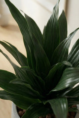 Dracaena compacta - Drachenbaum Ø:12 H:25 cm Finestgreen 