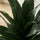 Dracaena compacta - Drachenbaum Ø:12 H:25 cm Finestgreen 