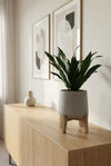 Dracaena compacta - Drachenbaum