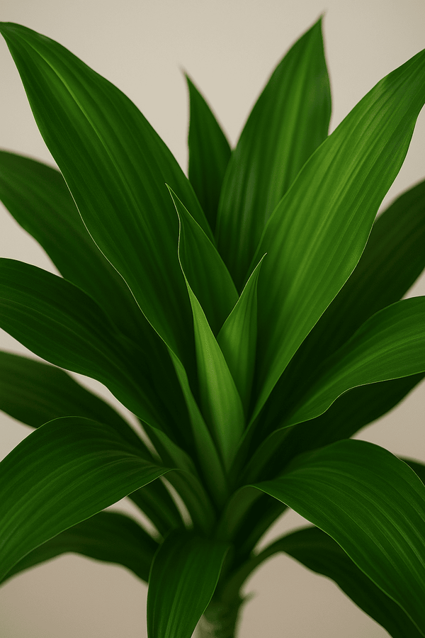Drachenbaum - Dracaena Janet Craig Ø:19 H:90 cm