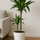 Drachenbaum - Dracaena Janet Craig Ø:19 H:90 cm