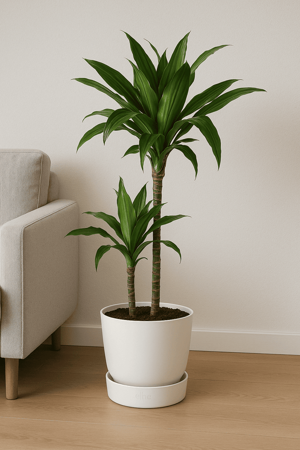 Drachenbaum - Dracaena Janet Craig Ø:19 H:90 cm