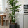 Drachenbaum - Dracaena Janet Lind - Finestgreen