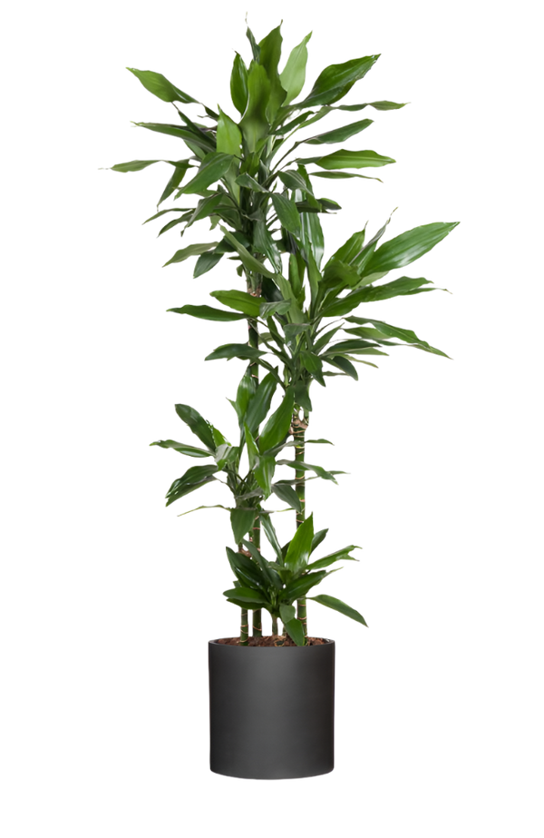 Drachenbaum - Dracaena Janet Lind Ø:27 H:140 cm