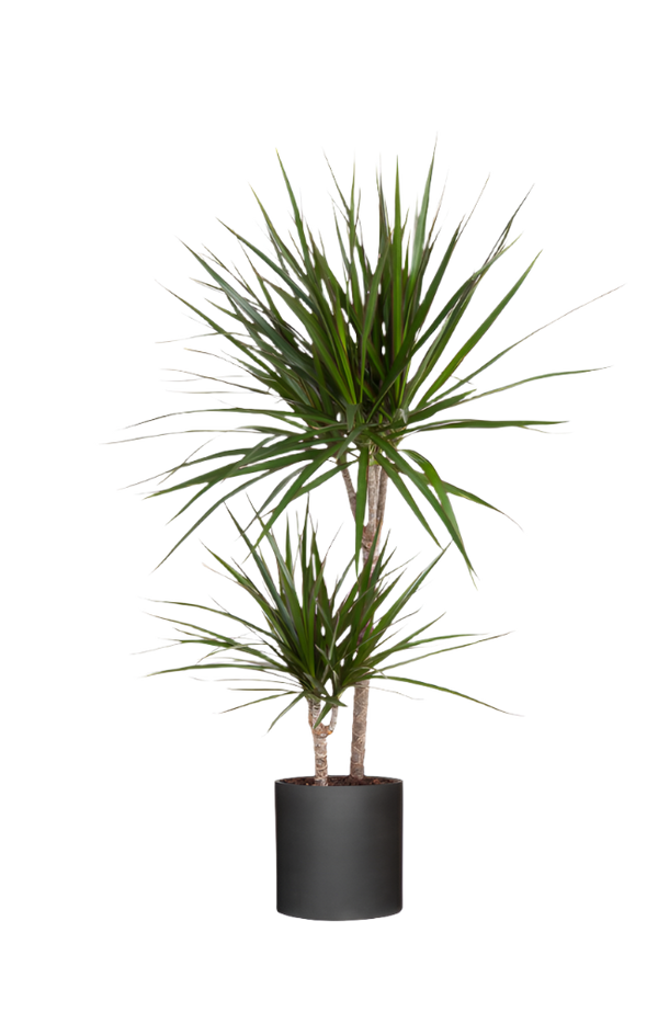 Drachenbaum - Dracaena Marginata Ø:19 H:100 cm