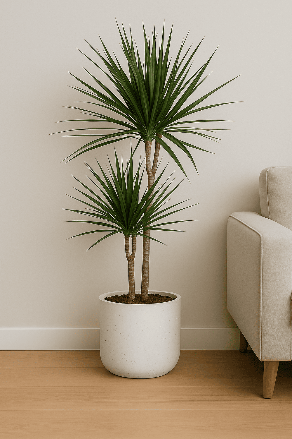 Drachenbaum kaufen - Dracaena Marginata Zimmerpflanze Ø:21 H:120 cm