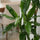 Drachenbaum - Dracaena Janet Lind - Finestgreen
