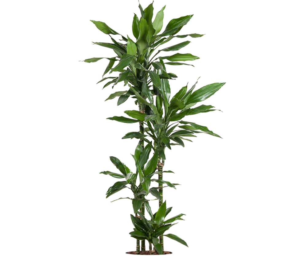 Drachenbaum - Dracaena Janet Lind Ø:27 H:140 cm