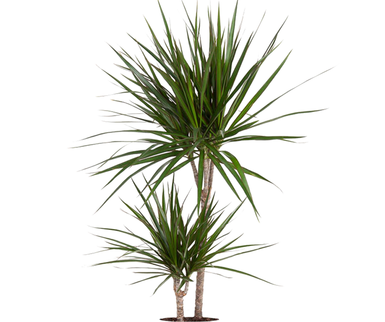 Drachenbaum - Dracaena Marginata Ø:19 H:100 cm