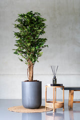 Ficus Baum Künstlich H: 150cm - Finestgreen