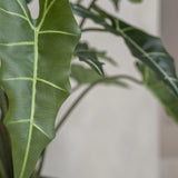 Alocasia Taro Künstlich H: 120cm - Finestgreen