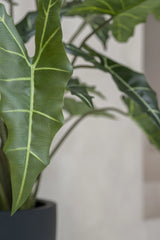 Alocasia Taro Künstlich H: 160cm - Finestgreen