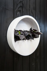 Hanging Wally Matt Weiß