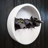 Hanging Wally Matt Weiß