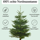 Echte Nordmanntanne 150–175 cm – Premium Weihnachtsbaum