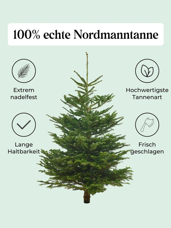Echte Nordmanntanne 150–175 cm – Premium Weihnachtsbaum