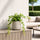 Efeu - Hedera Helix Wonder - Finestgreen