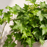 Efeu Hedera Helix Wonder