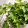 Efeu - Hedera Helix Wonder - Finestgreen