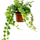 Efeu (Hedera helix 'Wonder') im Kulturtopf Ø 13 cm, ca. 20 cm hoch – freigestellt