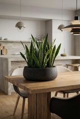 Eileen Black Washed Finestgreen || Abgebildete Größe: L