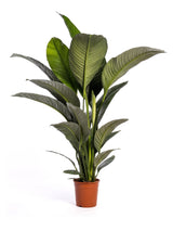 Einblatt (Spathiphyllum 'Sensation') im Kulturtopf Ø 24 cm, ca. 120 cm hoch – freigestellt