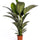 Einblatt (Spathiphyllum 'Sensation') im Kulturtopf Ø 24 cm, ca. 120 cm hoch – freigestellt