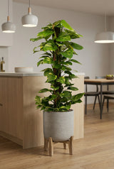 Epipremnum aureum - Goldene Efeutute mit Moosstab - Finestgreen