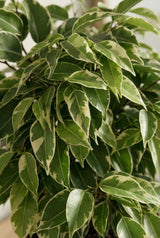 Ficus Benjamina Kinky – Buntblatt Ø:12 H:25 cm Finestgreen 