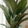 Spathiphyllum Sensation Ø:24 H:120 cm Finestgreen 