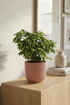 Ficus Benjamina Kinky – Buntblatt