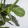Ficus Lyrata Geigenfeige Künstlich H: 180cm - Finestgreen