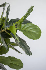 Ficus Lyrata Geigenfeige Künstlich H: 100cm - Finestgreen