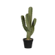 55 cm