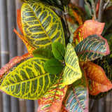 Codiaeum Wunderstrauch Künstlich H: 80cm - Finestgreen