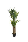 Dracaena Drachenbaum Künstlich H: 145cm