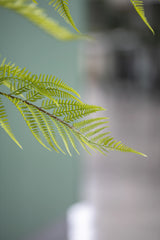 Farne Künstlich H: 180cm - Finestgreen