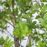 Enkianthus perulatus Kunstpflanze XL 240cm - Finestgreen
