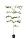 Buchida Bucera Shady Lady Baum Kunstpflanze L 180cm