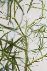 Queensland bottle Baum Kunstpflanze L 200cm - Finestgreen