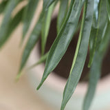 Ficus Alii Baum Kunstpflanze L 180cm - Finestgreen