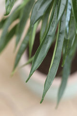 Ficus Alii Baum Kunstpflanze XL 230cm - Finestgreen