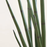 Sansevieria Cylindrica Kunstpflanze L 180cm - Finestgreen