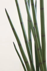 Sansevieria Cylindrica Kunstpflanze M 120cm - Finestgreen