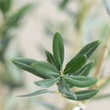 Olivenbaum Kunstpflanze XL 240cm - Finestgreen